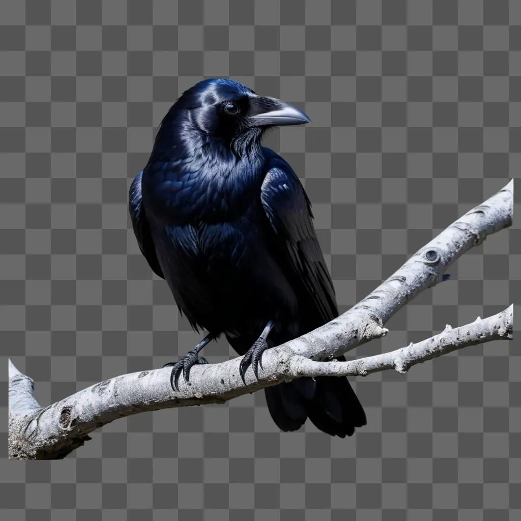 black raven perches on a tree branch