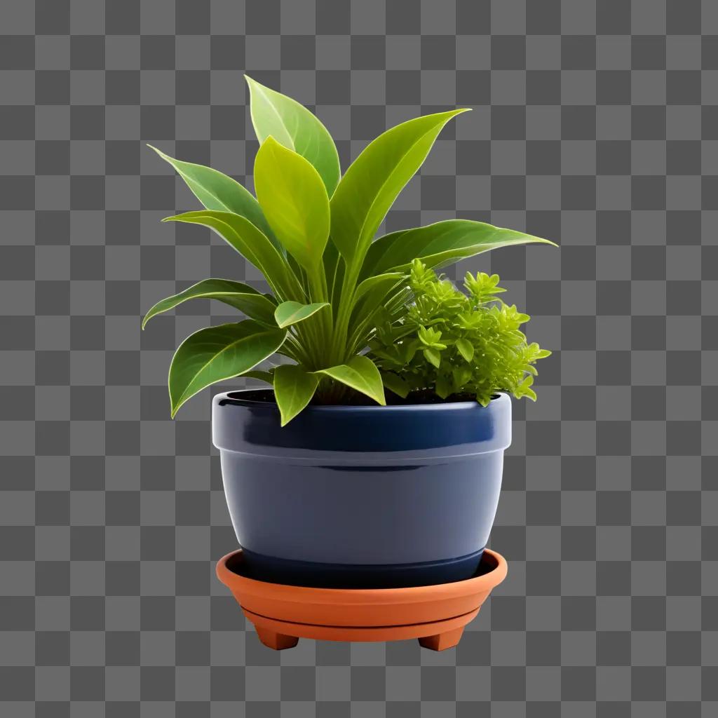 blue planter pot holds a plant with green leaves