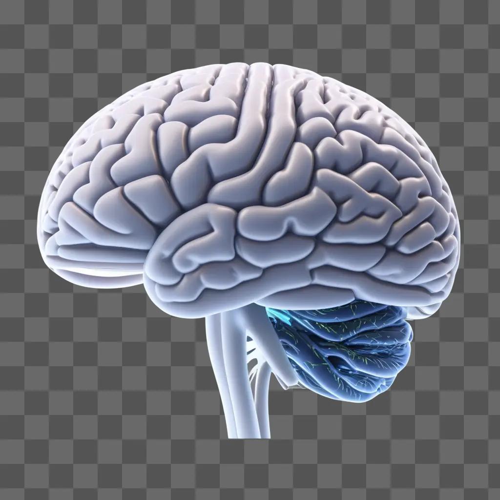 brain is shown in a transparent image