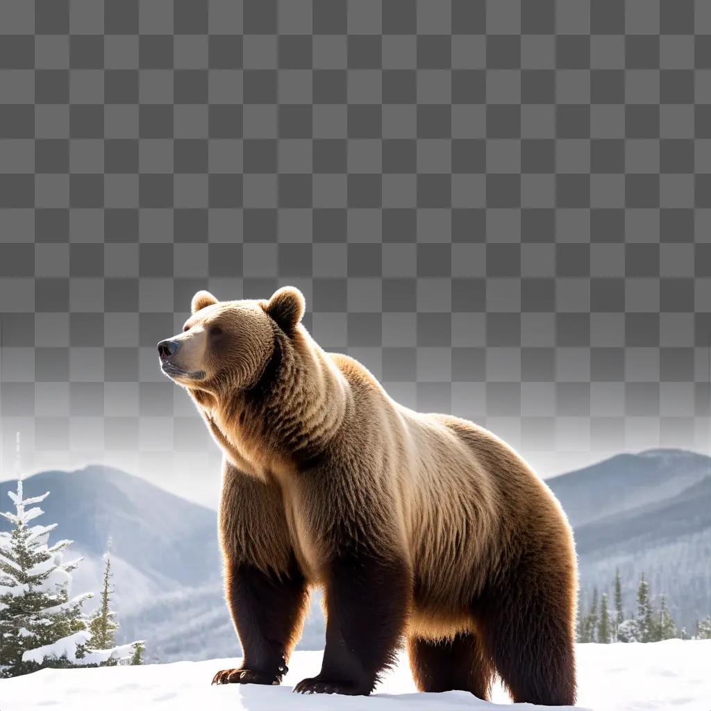 brown bear standing in the snow near trees