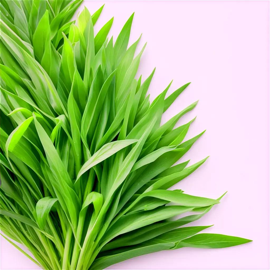 bunch of green leafy vegetables on a pink background