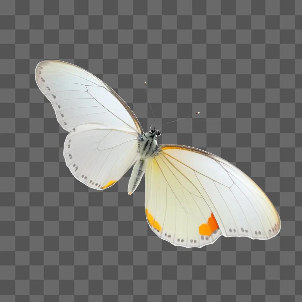 butterfly is seen transparently against a white background