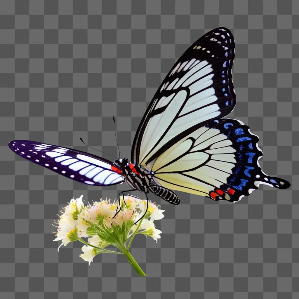 butterfly with transparent wings on a flower