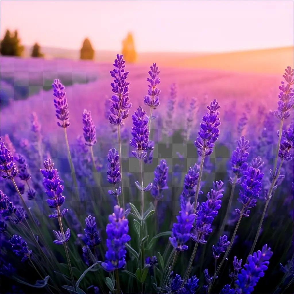 close-up of lavender at sunset