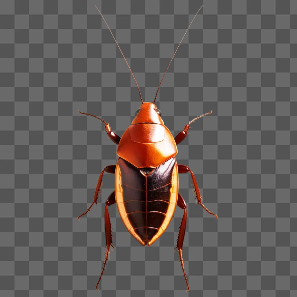 cockroach with orange and black coloring