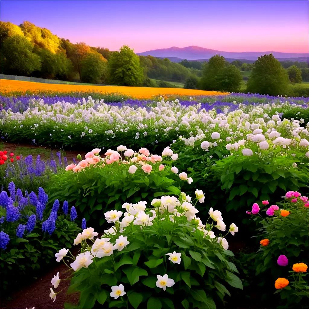 colorful field of flowers, including dahlias and tulips, under a blue sky