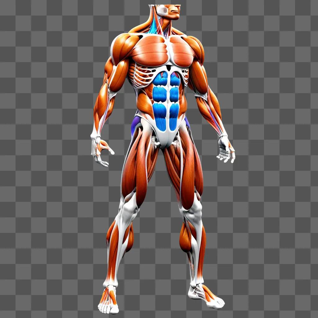 computer generated image of a muscular human body