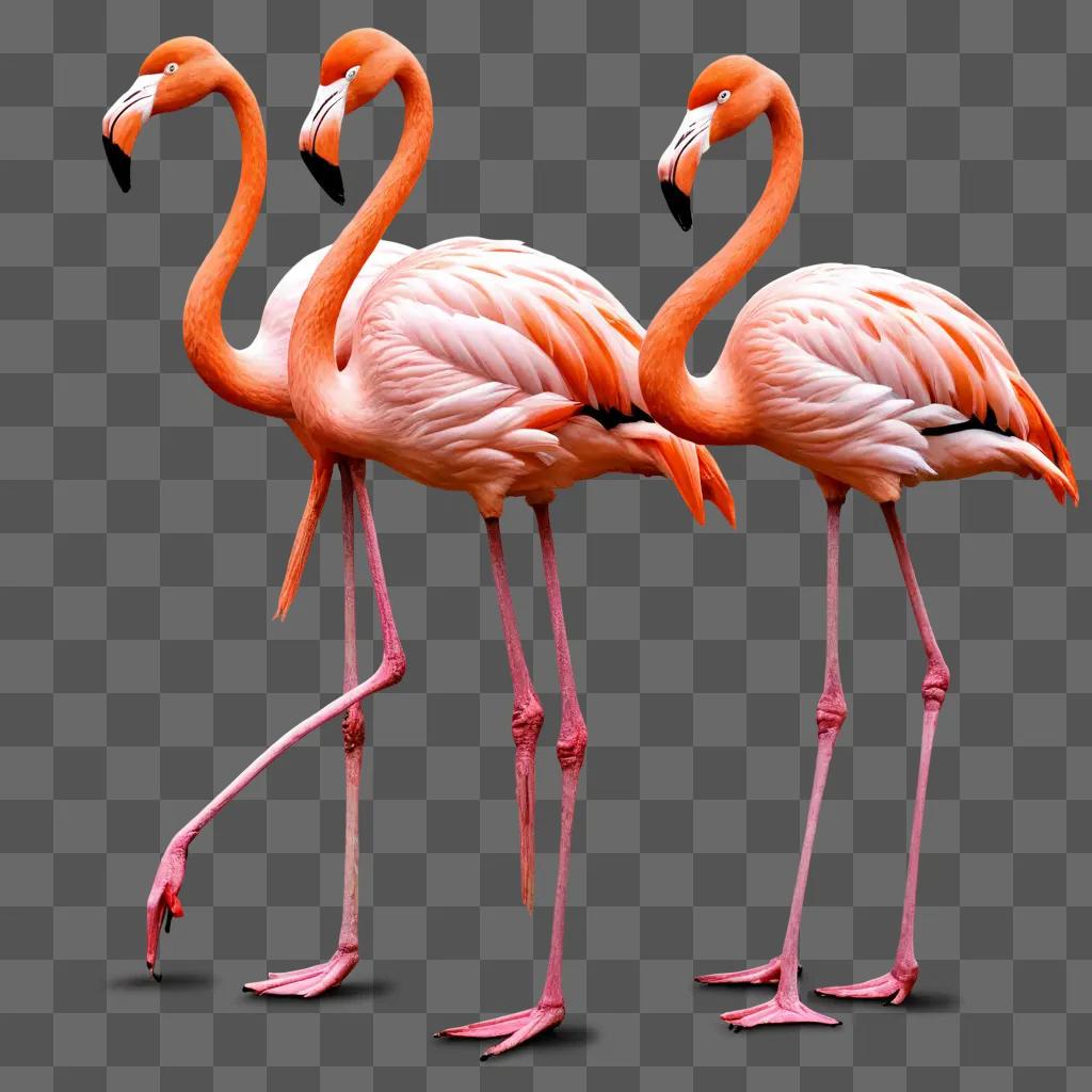 coy flamingos drawing Three flamingos stand in a line on a pink wall