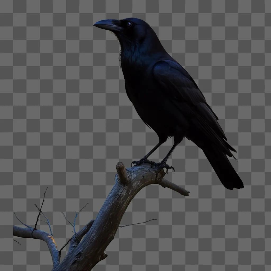 crow perches on a tree branch in the dark