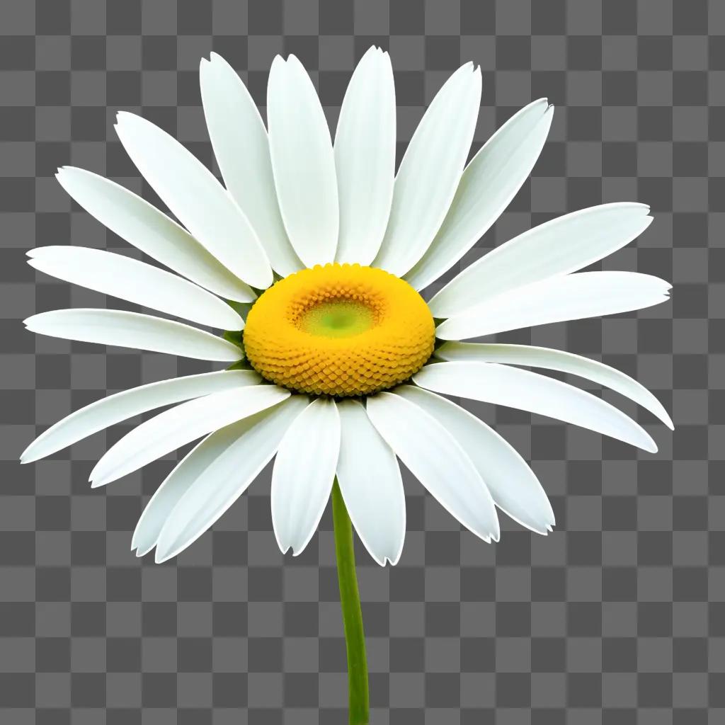 daisy clipart image with a blurred background