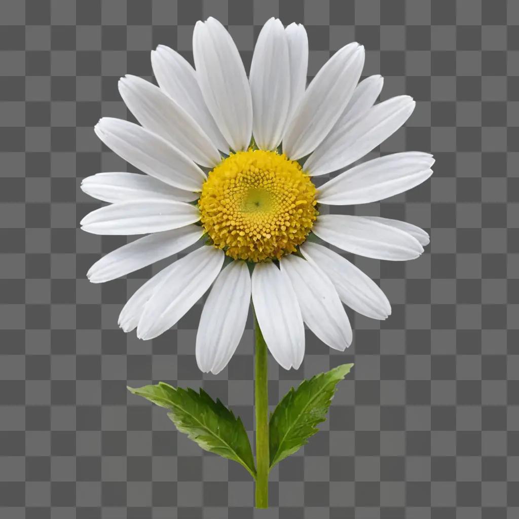 daisy flower drawing A white daisy with a yellow center