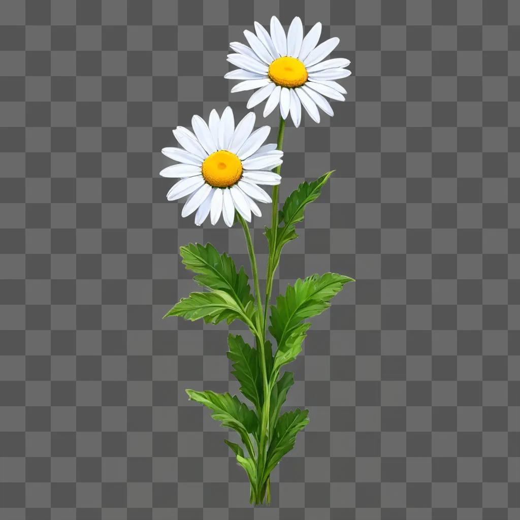 daisy flower drawing Two daisies on a green background