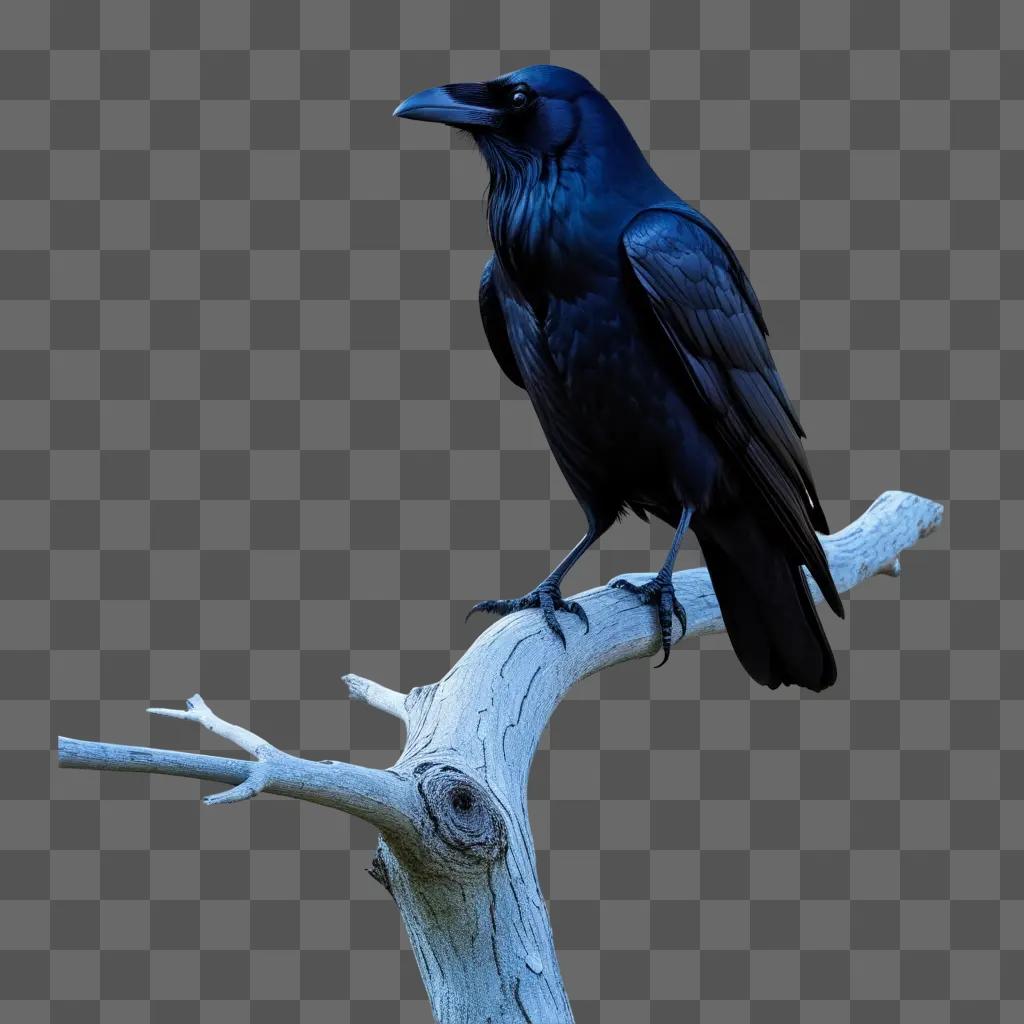 dark raven perches on a light branch