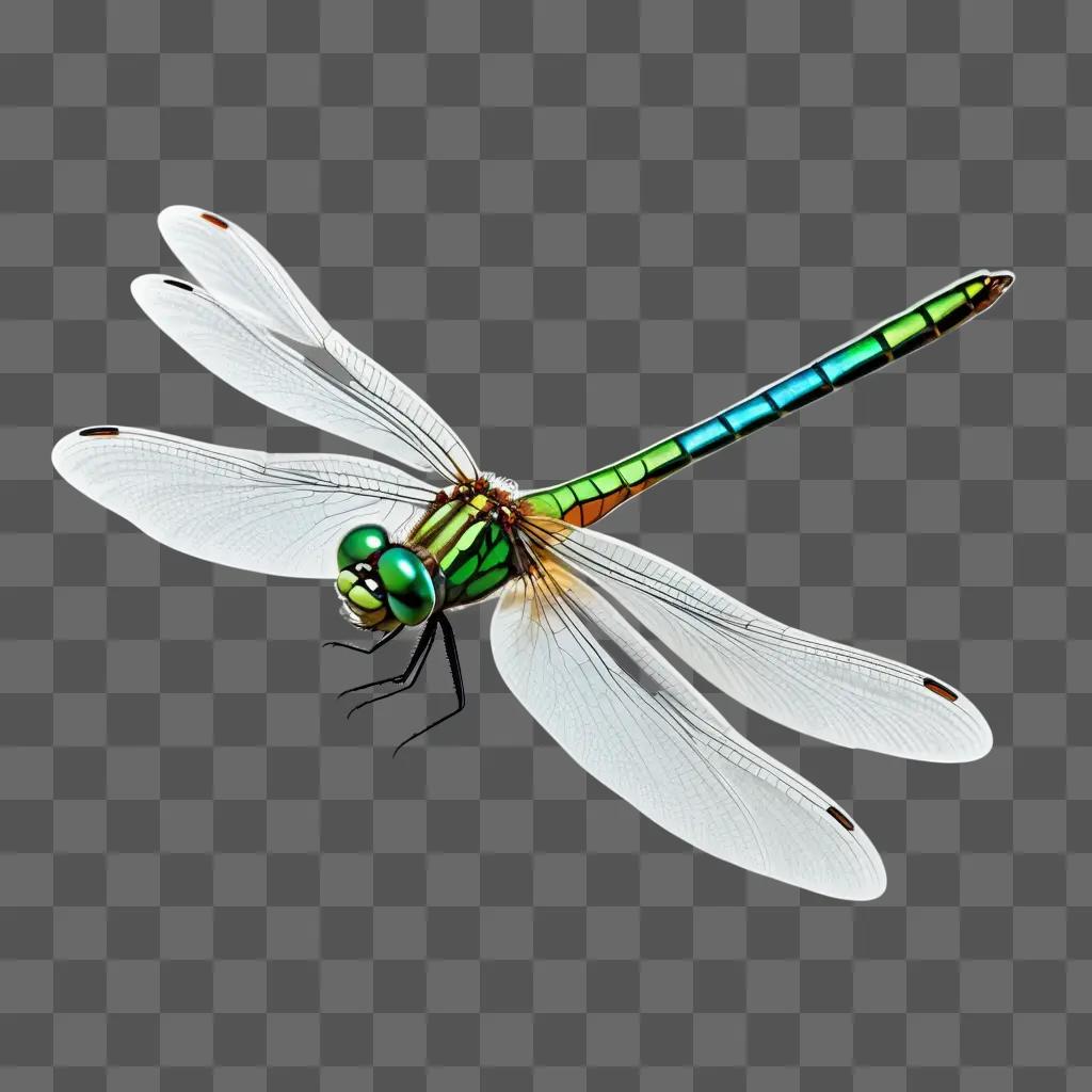 dragonfly drawing on a white background