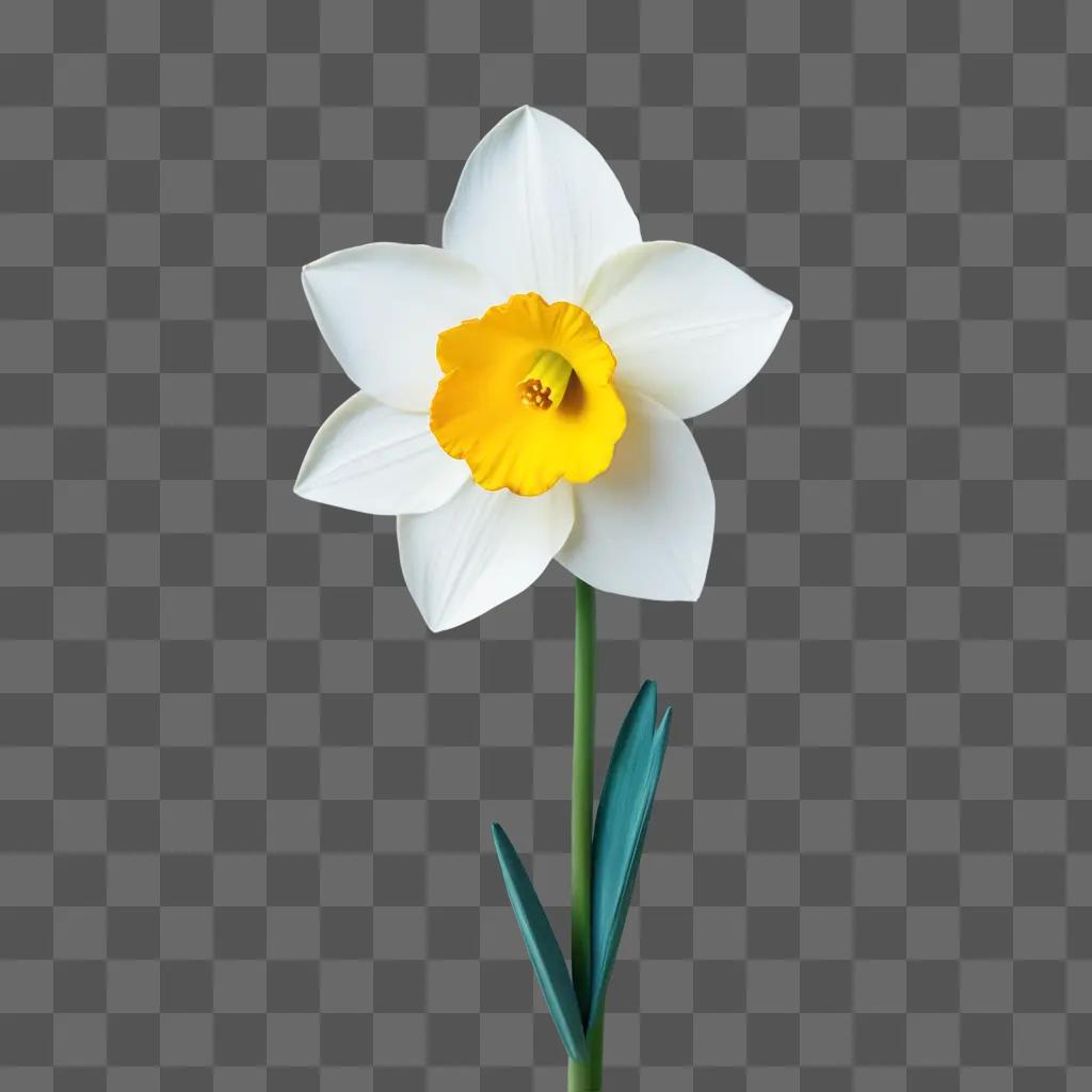 drawing of a narcissus flower with a green stem