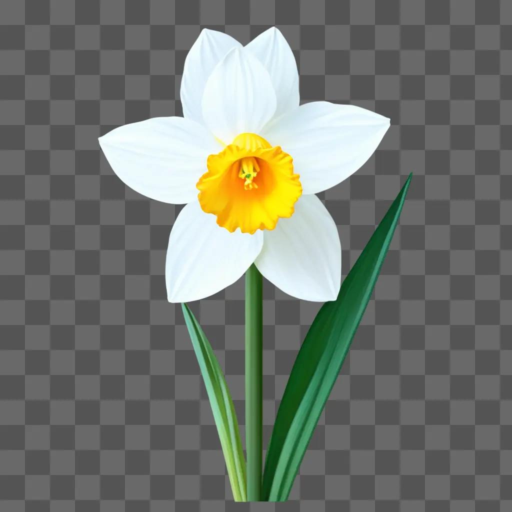 drawing of a white and yellow narcissus flower