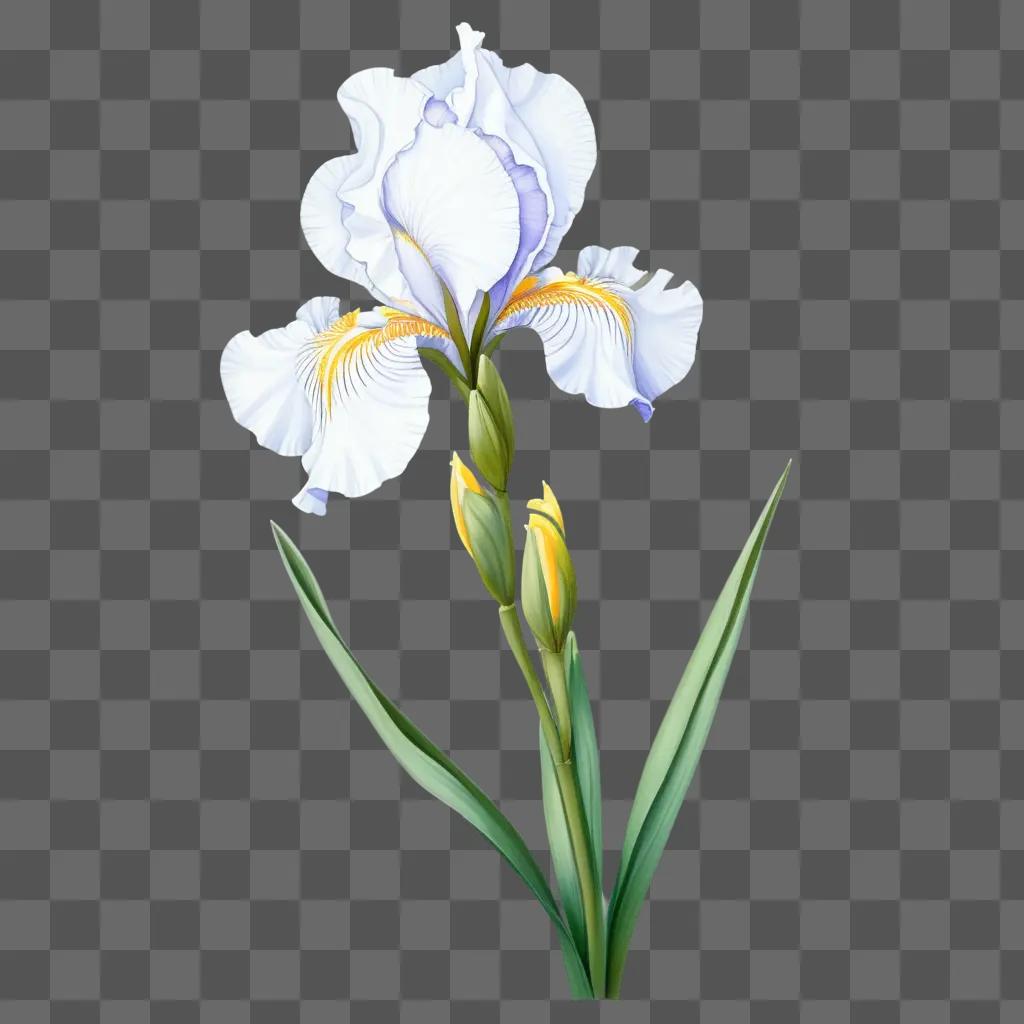 白い菖蒲の花の絵
