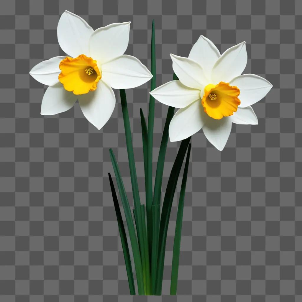 drawing of a white narcissus flower with yellow centers