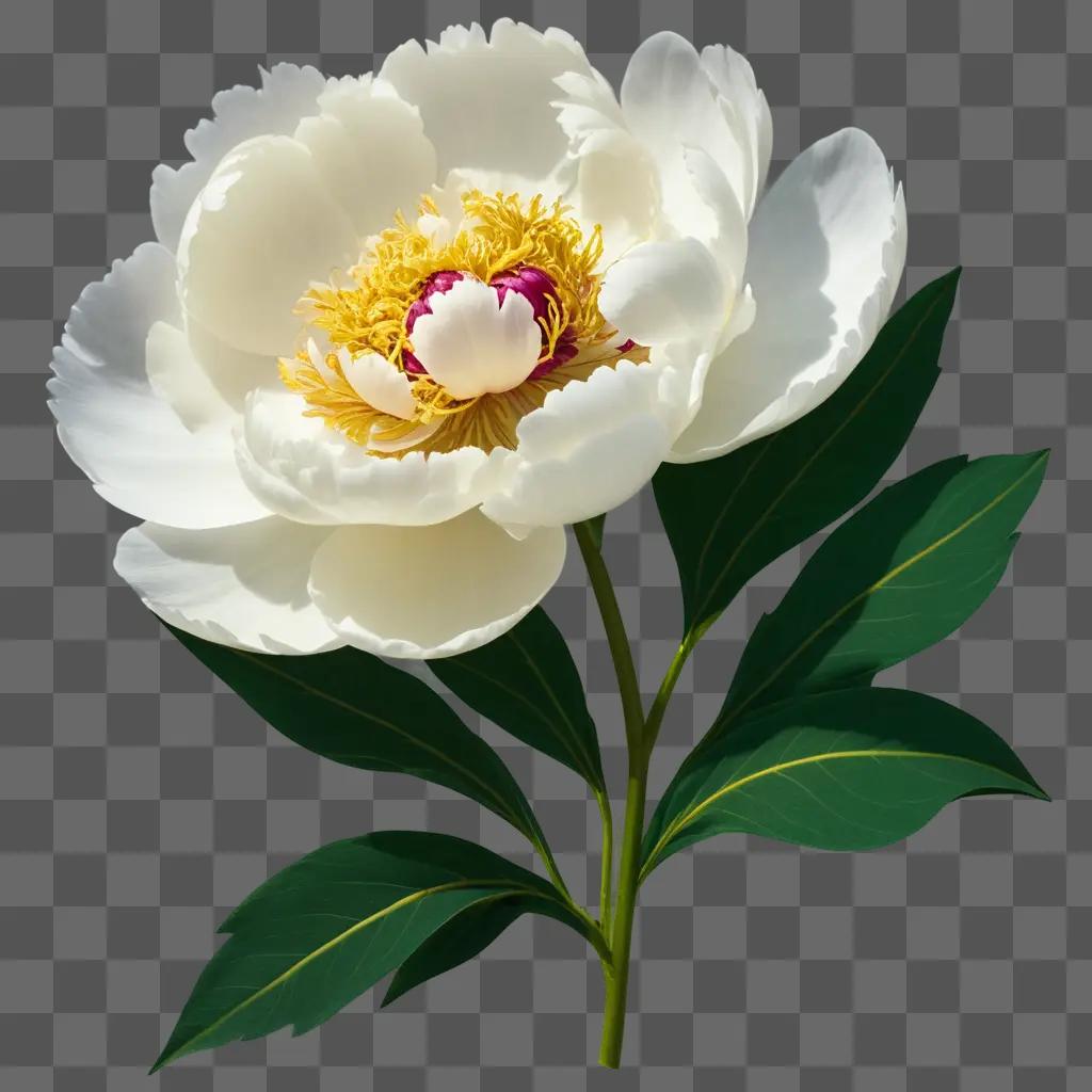 drawing of a white peony with yellow center