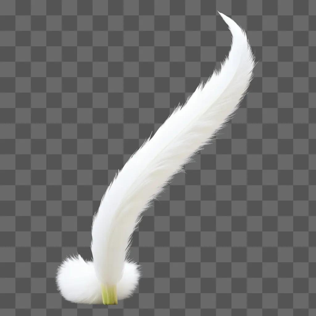 feathered cat tail floats on a white background