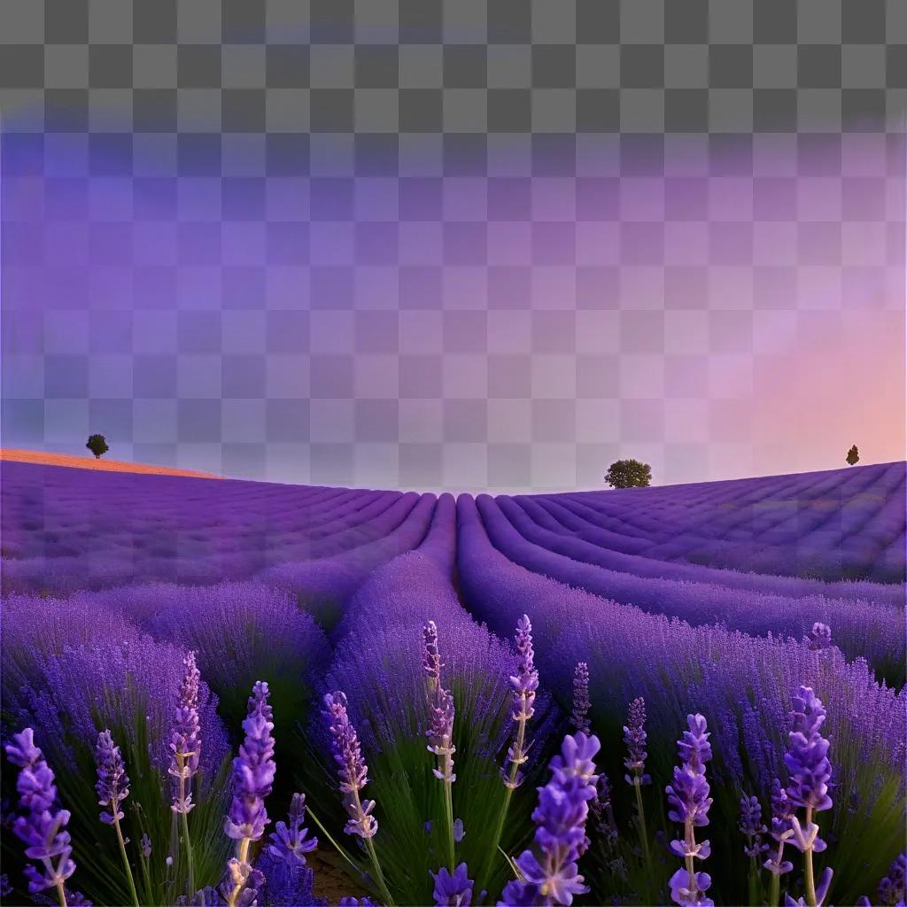 field of lavender at dusk with two trees