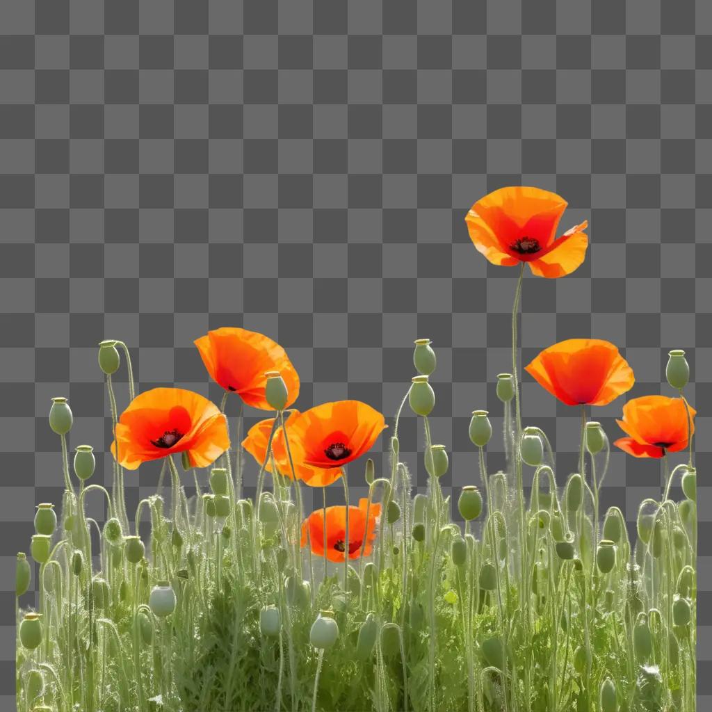 field of poppy flowers with sunlit sky in background