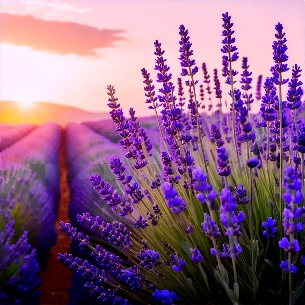 field of purple flowers blooming in the sun