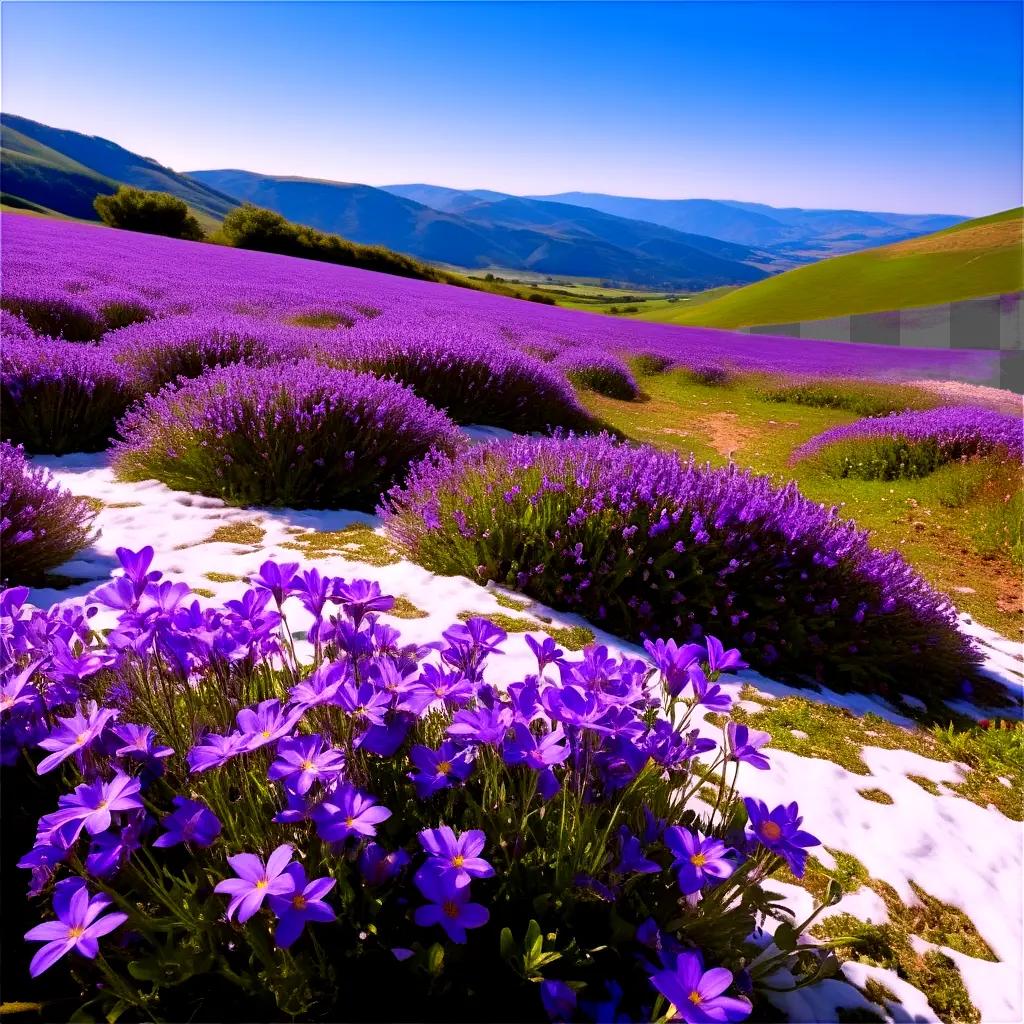 field of purple flowers in a snowy field