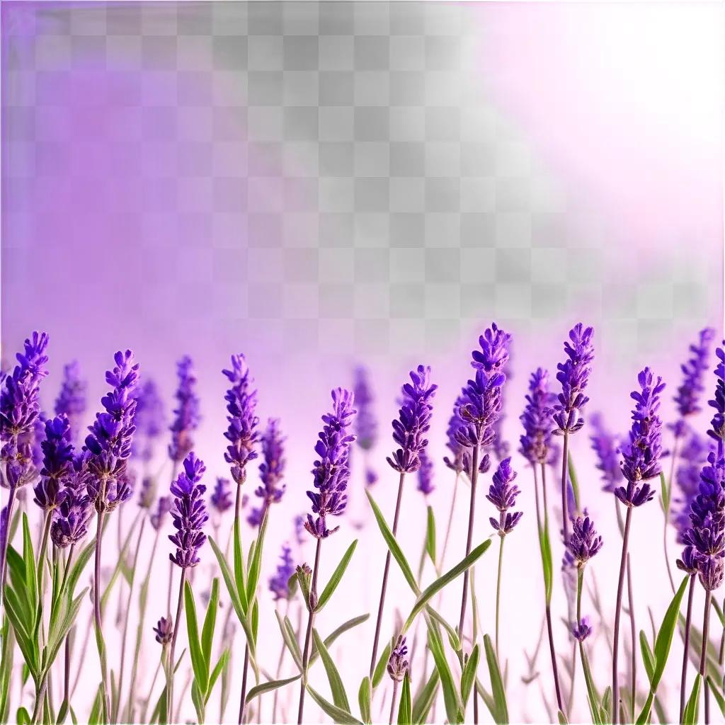 field of purple lavender flowers