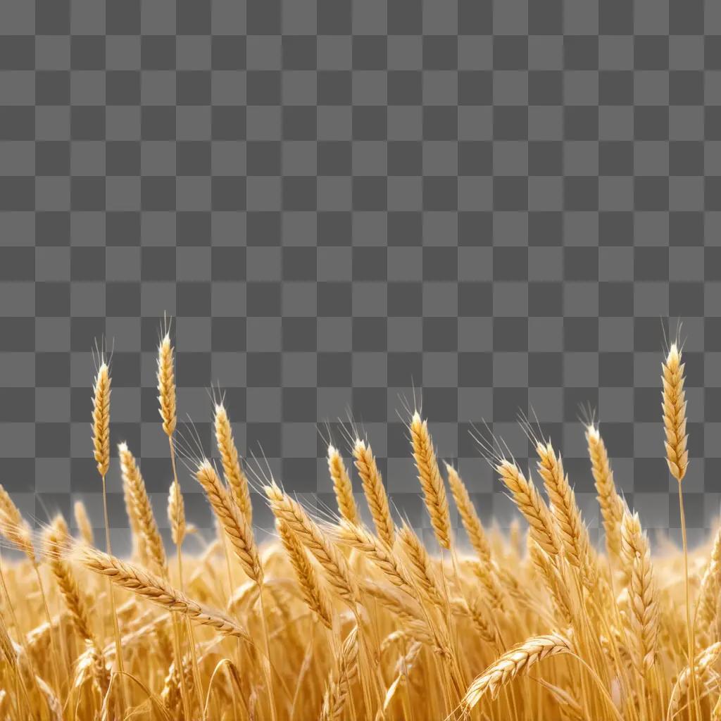 黄金色に染まる麦畑