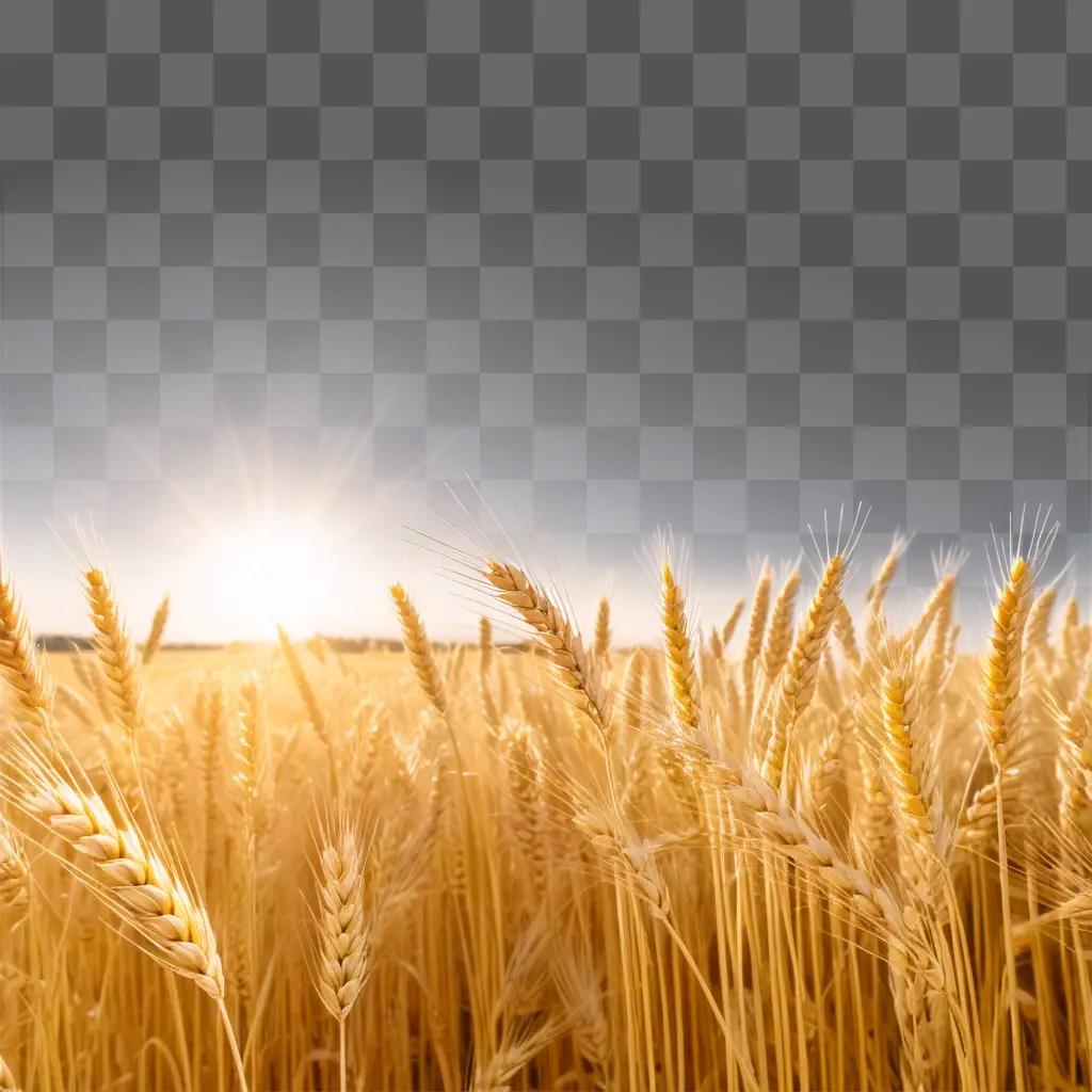 曇り空の太陽に照らされた小麦畑