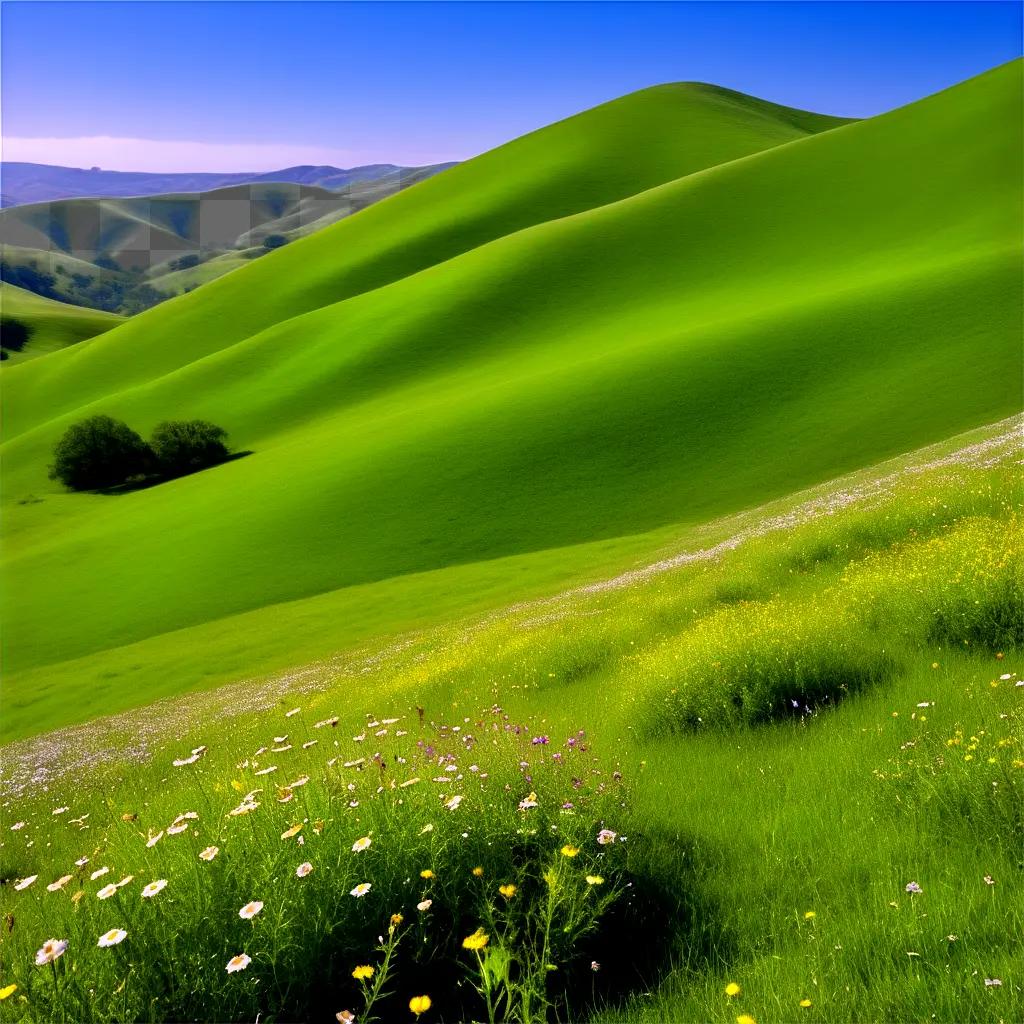 field of wildflowers and hills in the distance