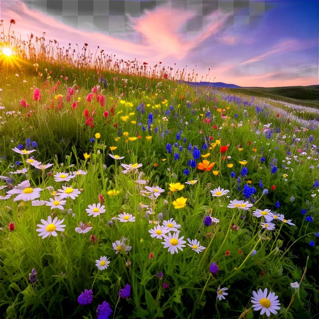 field of wildflowers at sunset