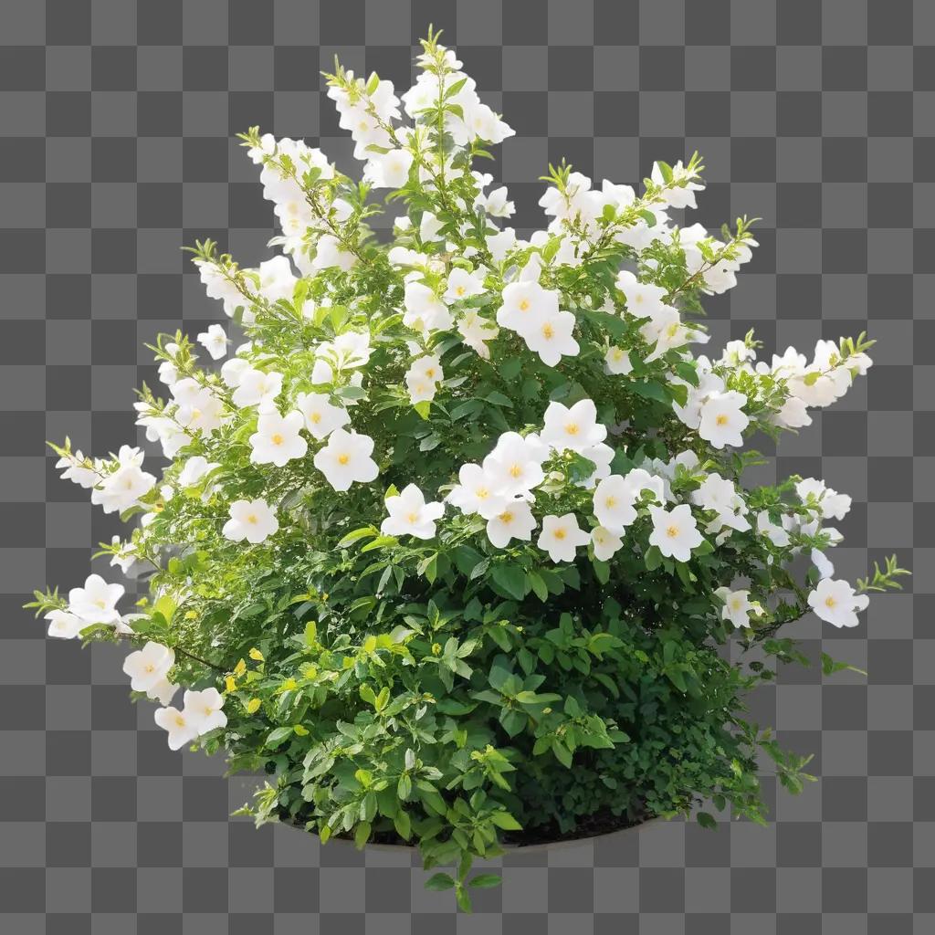 flower bush has a lot of white flowers