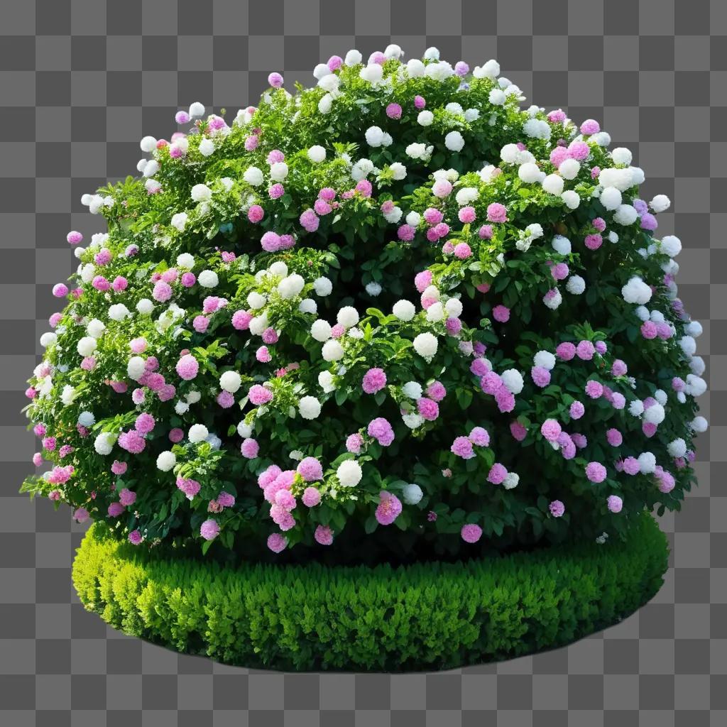 flower bush in a green setting with a white and pink flower