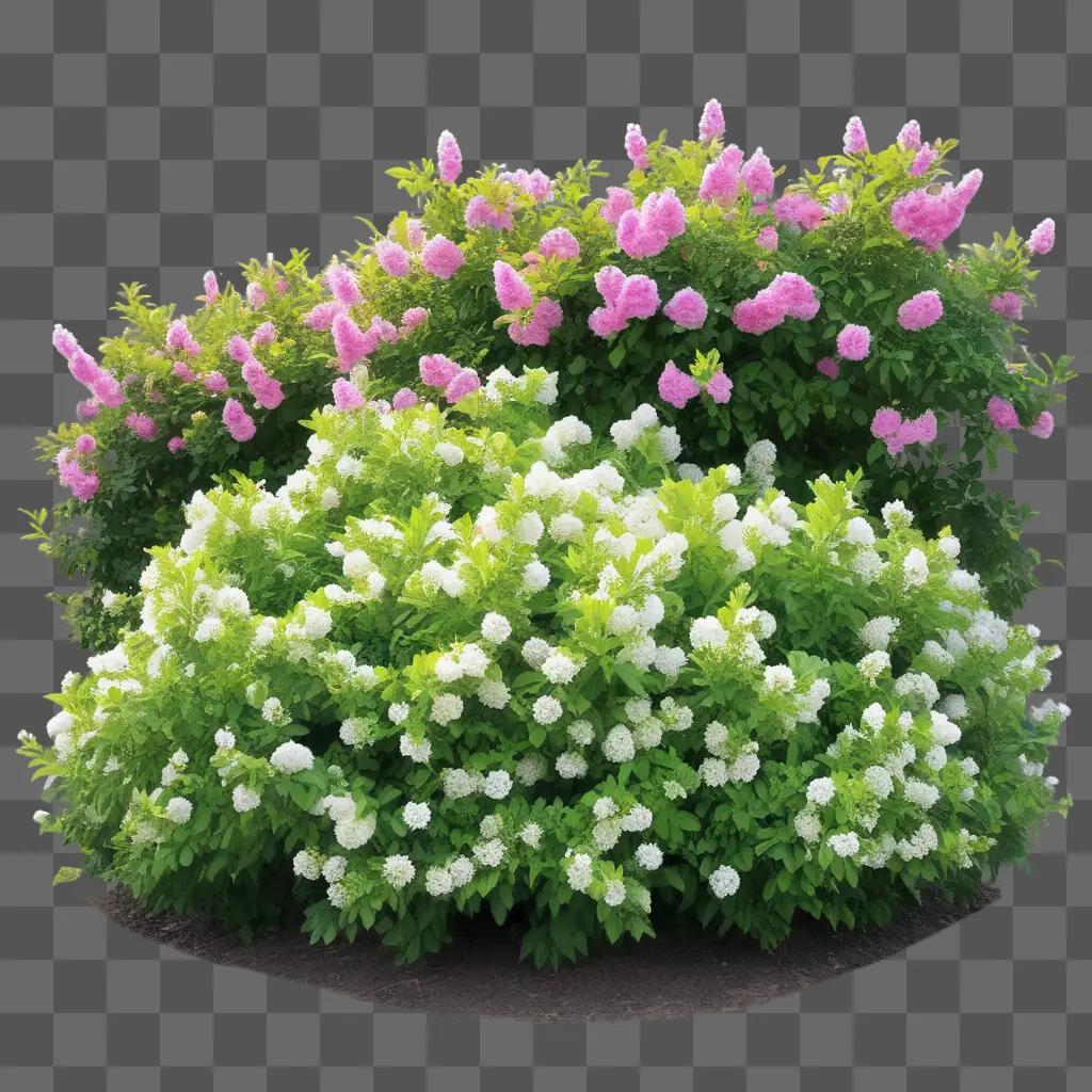 flower bush with pink and white flowers