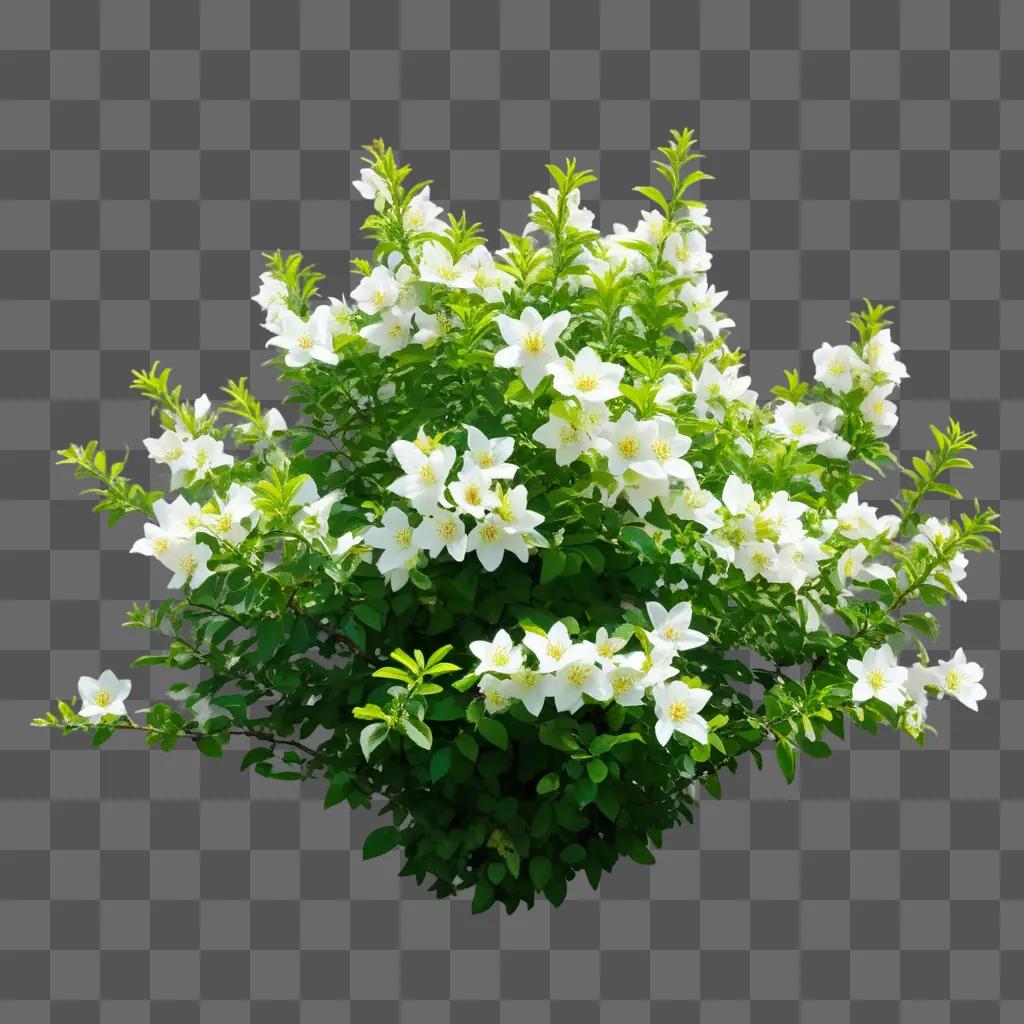 flower bush with white flowers and green leaves