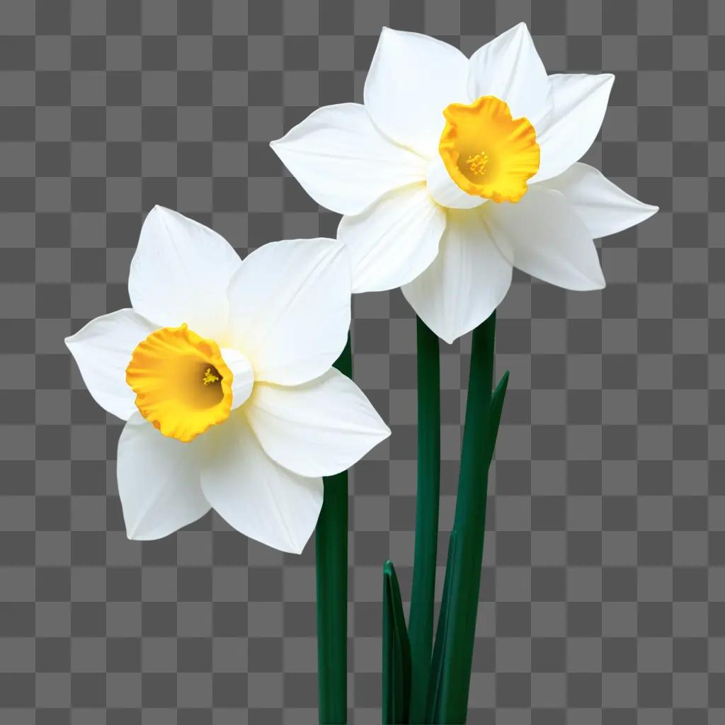 flower drawing of a narcissus flower