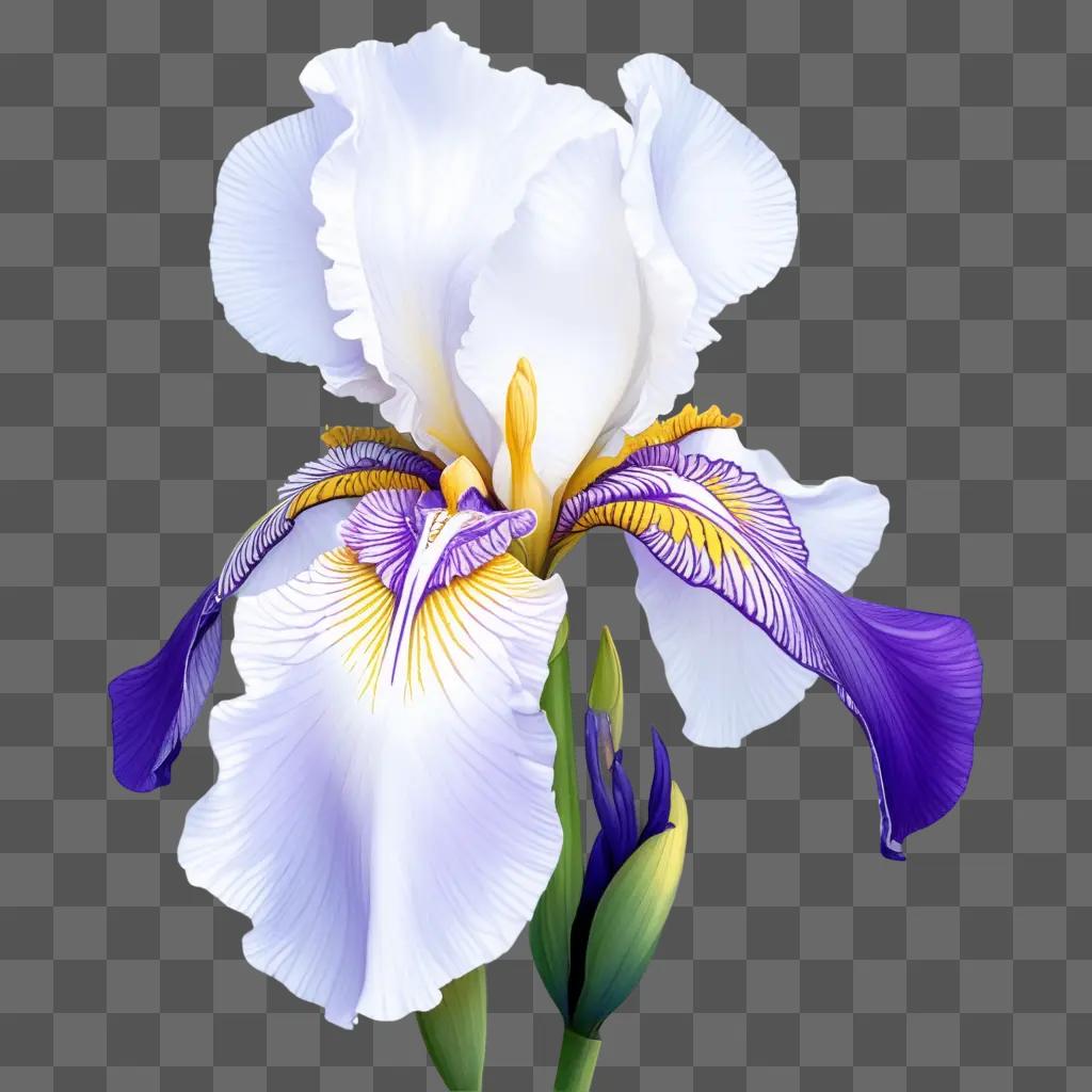 紫と白の菖蒲の花の絵