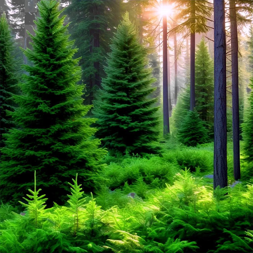 forest with evergreen trees and sun rays