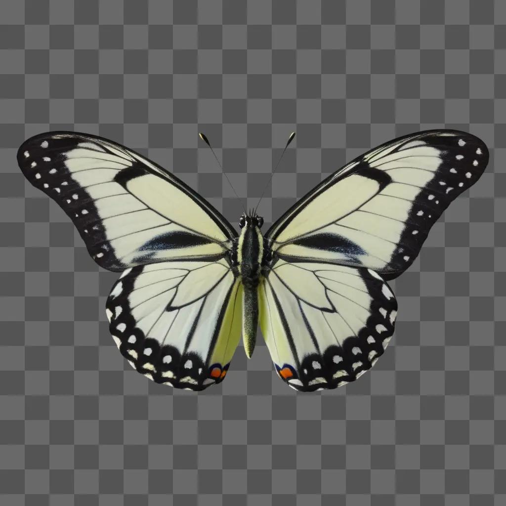 free butterfly on a gray background