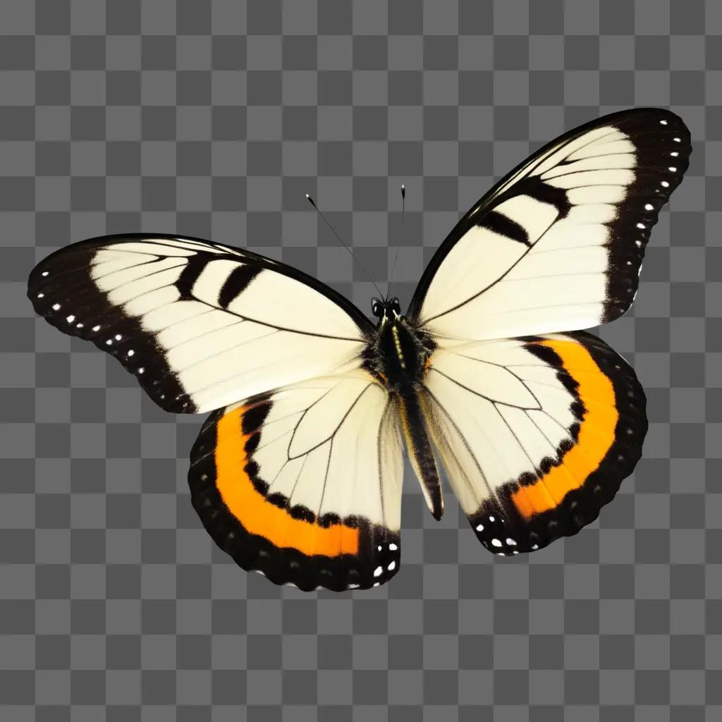 free butterfly with orange and black wings