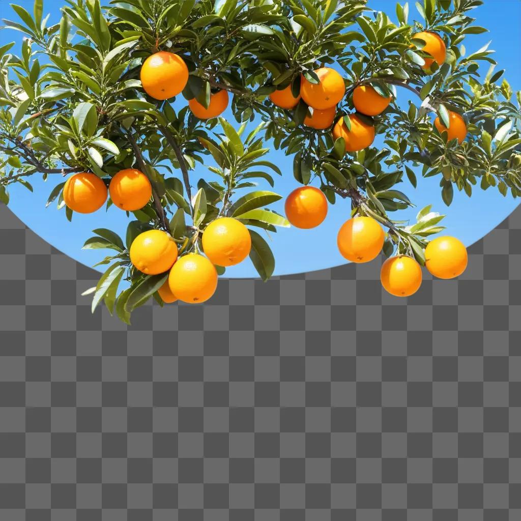 fruit tree filled with ripe oranges