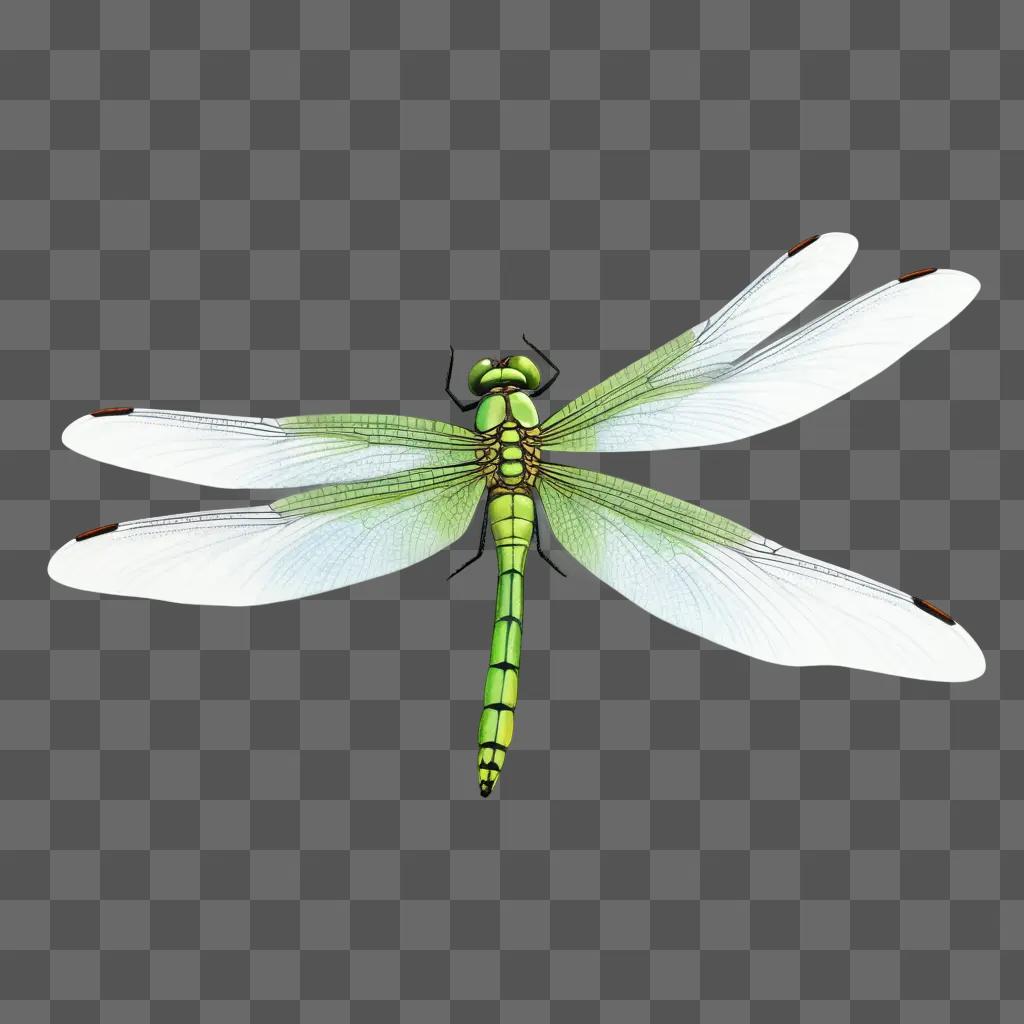 green dragonfly is sketched on a white background