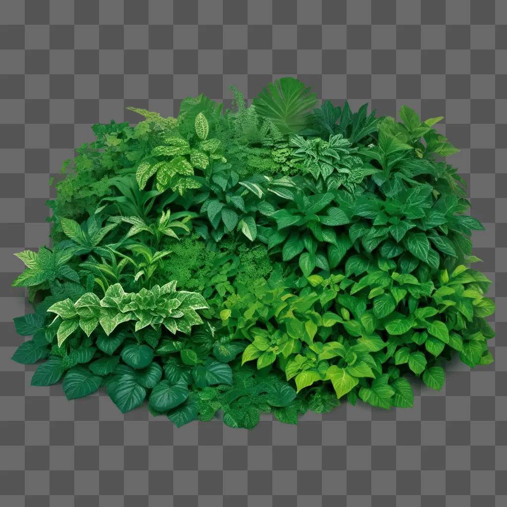 green leafy plant in a green background