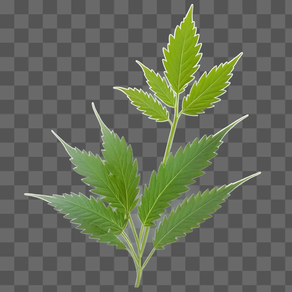 green weed with a transparent leaf