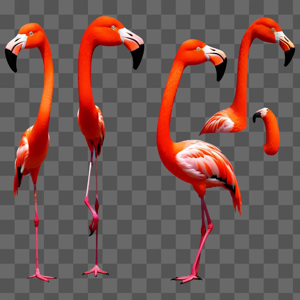 group of flamingos standing on a red background