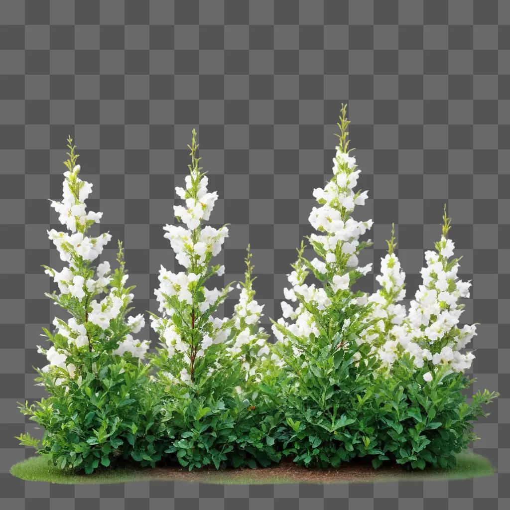 group of white flowers in a bush