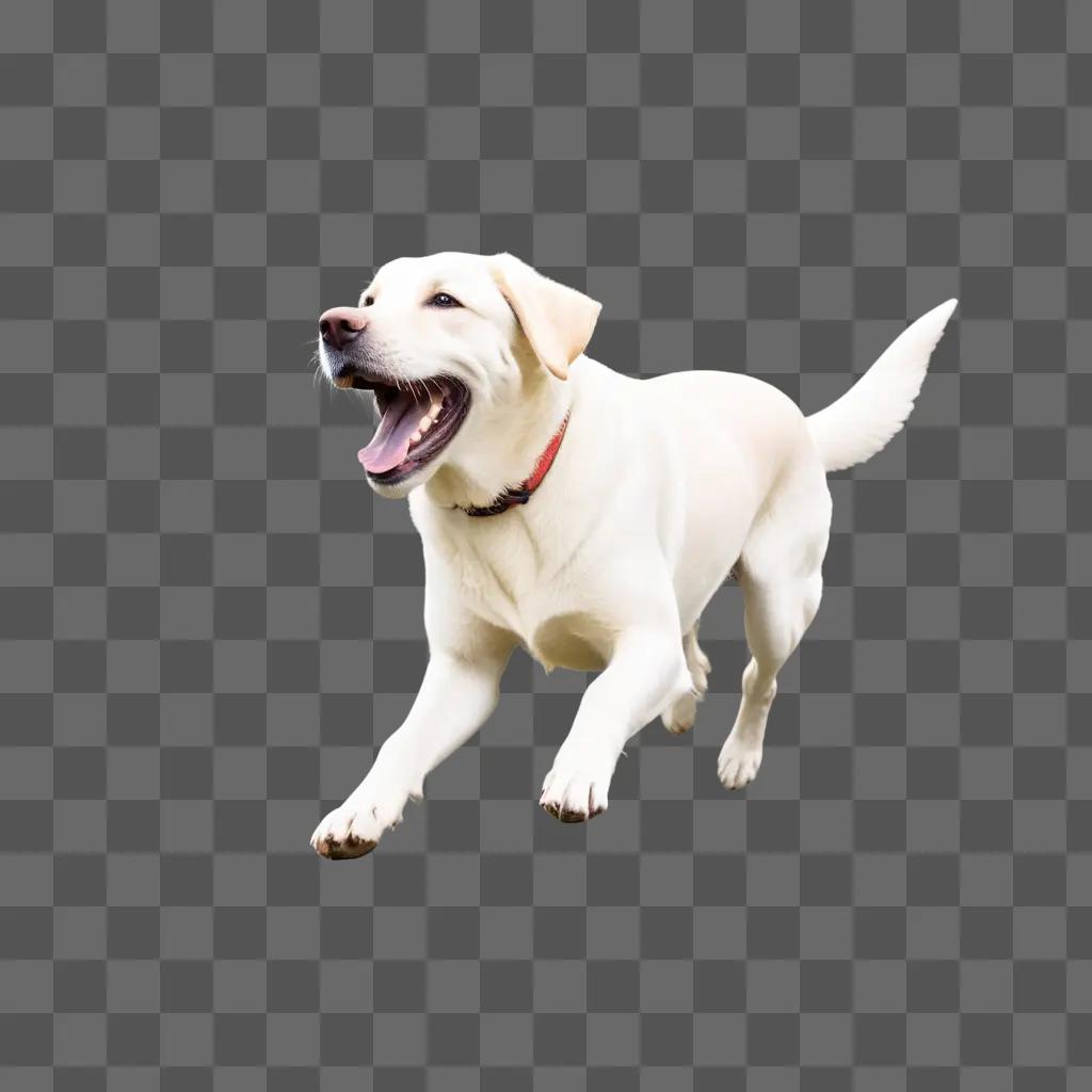 happy white dog runs on a beige background