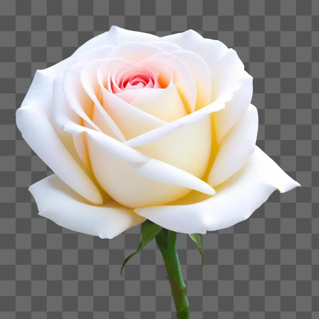 high resolution photo of a white rose